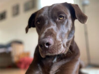 WATCH – ‘She Is So Loyal’: Dog Waits Outside Each Day for Her Rescuer to Come Home