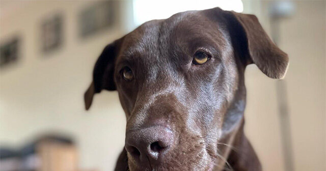 WATCH - 'So Loyal': Dog Waits Outside Daily for Rescuer to Come Home