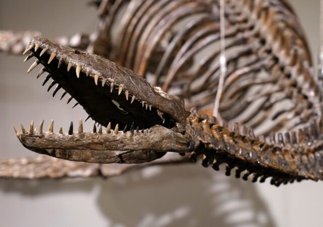 The mounted skeleton of a dinosaur called a plesiosaur is seen on display on July 10, 2023