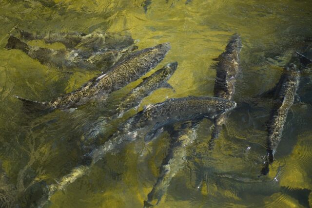 Salmon Fishing Off California's Coast Banned For Second Year In A Row 