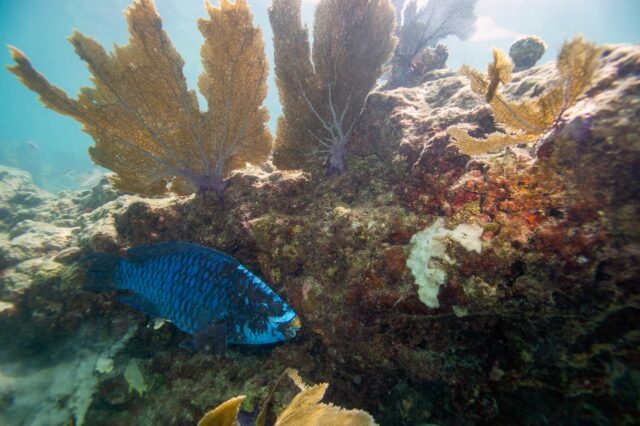 A parrotfish swims around a coral reef in Key West, Florida; About 25 percent of all marin