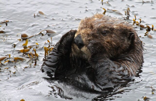 Sea otters, like this one photographed off the coast of California in 2014 are often seen