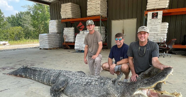 PHOTOS — 'A BIG Boy': MS Hunters Catch Record 802-Pound Alligator
