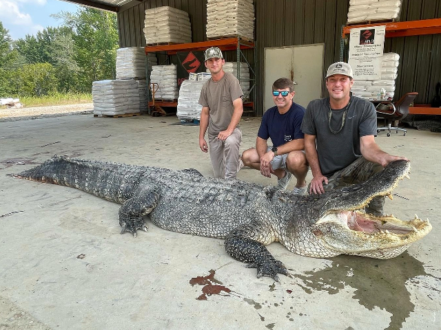 PHOTOS — 'A BIG Boy': MS Hunters Catch Record 802-Pound Alligator - Vimarsana News