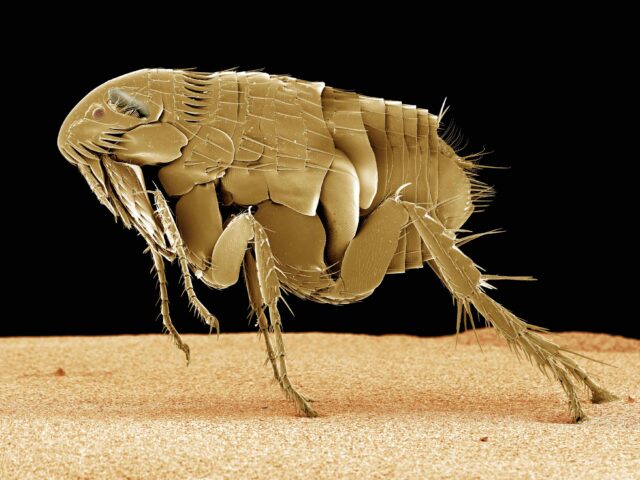 Colored SEM side view of a cat flea. x 50 The strong rear jumping legs can be seen as well