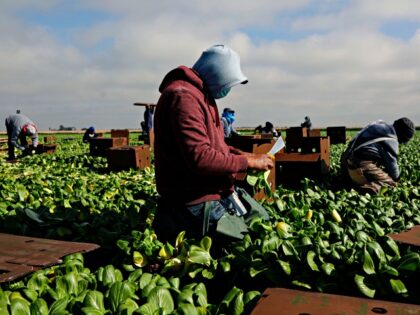 CALEXICO, CA - JANUARY 22: Farmworkers pick Bok Choy in a field on January 22, 2021 in Calexico, California. , President Joe Biden unveiled an immigration reform proposal offering an eight-year path to citizenship for some 11 million immigrants in the U.S. illegally as well as green cards to upwards …