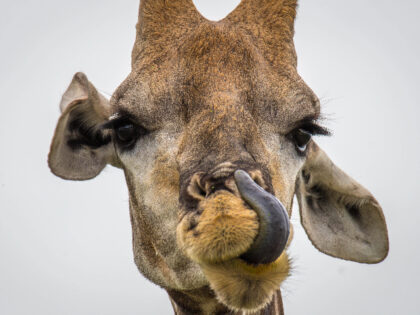 Close up of an angolan giraffe (giraffa angolensis) in Etosha National Park, located in Namibia, Africa.