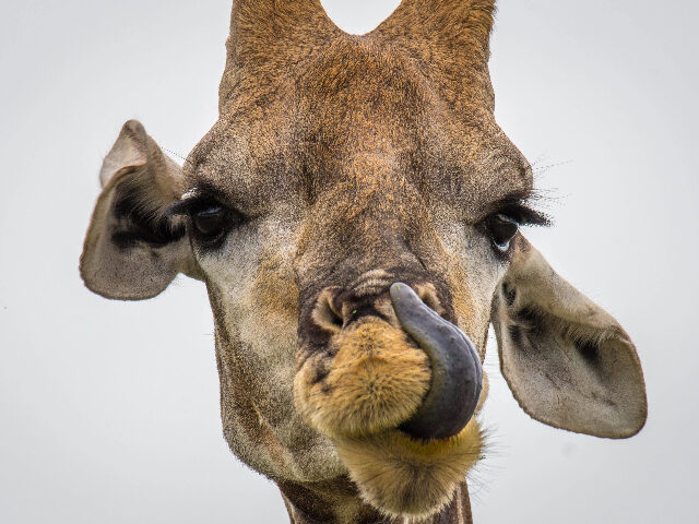 Close up of an angolan giraffe (giraffa angolensis) in Etosha National Park, located in Na