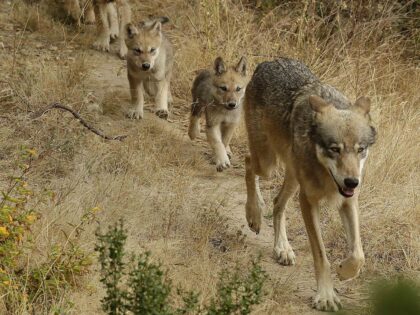 Gray wolves (Ben Margot / Associated Press)