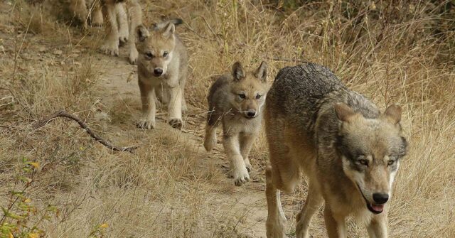 Wolves Return to Southern California After More than a Century