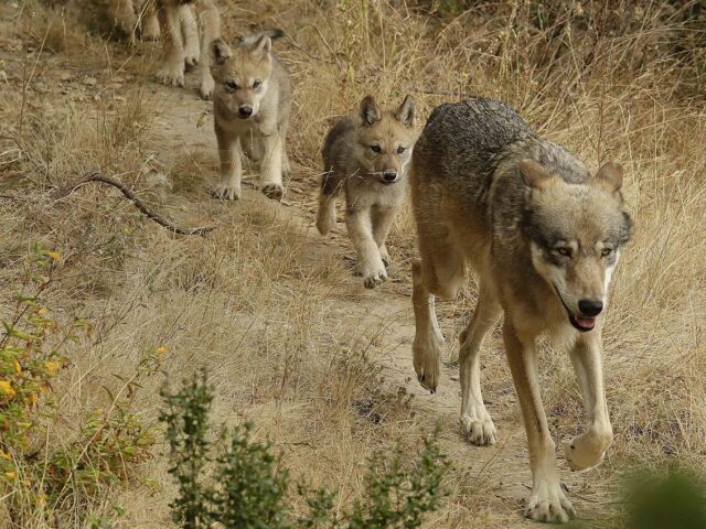 Wolves Return to Southern California After More than a Century - Vimarsana News