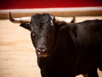 Man Dies After Being Gored by Bull at Spanish Festival