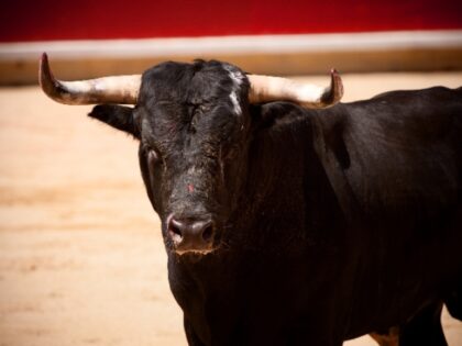 Man Dies After Being Gored by Bull at Spanish Festival