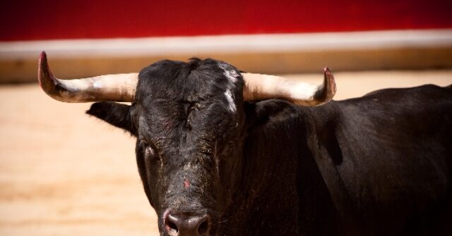 VIDEO: Spanish Bullfighter Gored in the Rectum, Violently Tossed About in Front of Screaming Crowd