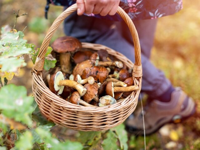 Mushroom foraging