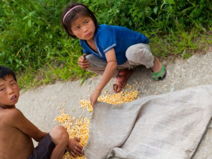 KAESONG, NORTH KOREA - SEPTEMBER 07: North korean children collecting corn on the road, ka