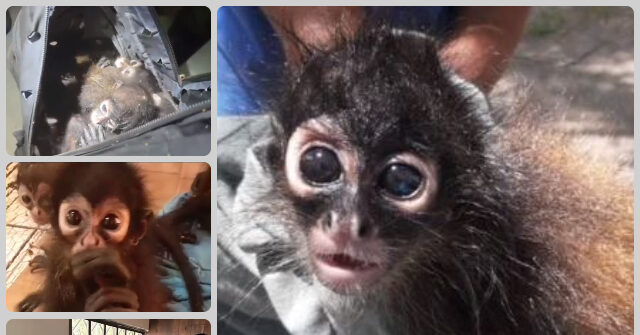 Seven Spider Monkeys to be Repatriated to Mexico After Rescue at Border