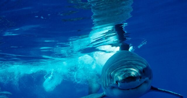 WATCH: Frightened Kayaker Hooks Great White Shark While Fishing for Bass