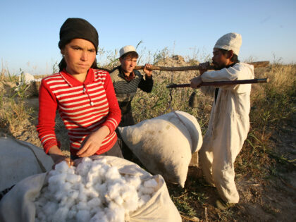 MAIGAITI, XINJIANG, CHINA - OCTOBER 19: Workers weigh their cotton after a long day of pic