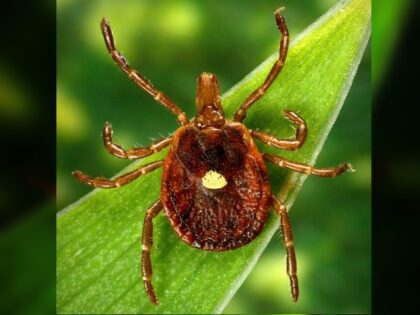 The lone star tick’s bite is linked to alpha-gal syndrome, which can cause an allergy to red meat (JAMES GATHANY/CDC/ASSOCIATED PRESS).