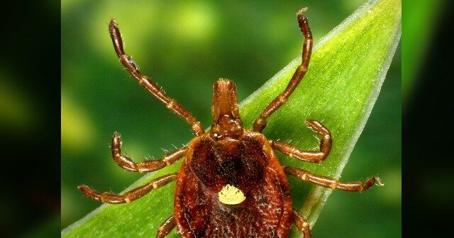 Health Officials: Meat Allergy Related to Tick Bites Skyrocketing in Virginia