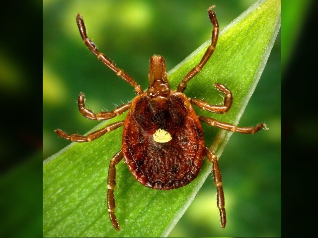 Health Officials: Meat Allergy Related to Tick Bites Skyrocketing in Virginia - Vimarsana News