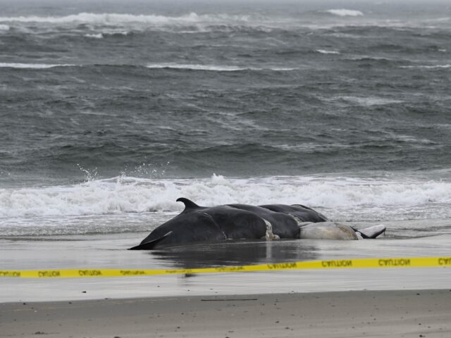 NEW YORK, US - FEBRUARY 17: A dead whale is found on Rockaway Beach in the Queens Borough