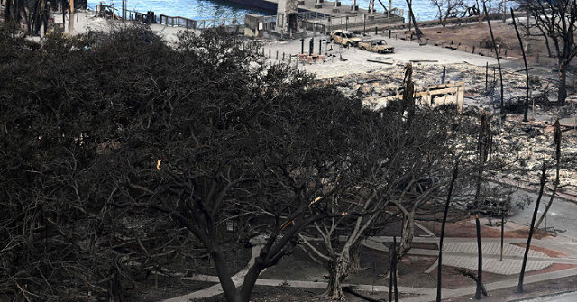 Maui’s Famous Banyan Tree Scorched by Wildfires but Still Stands