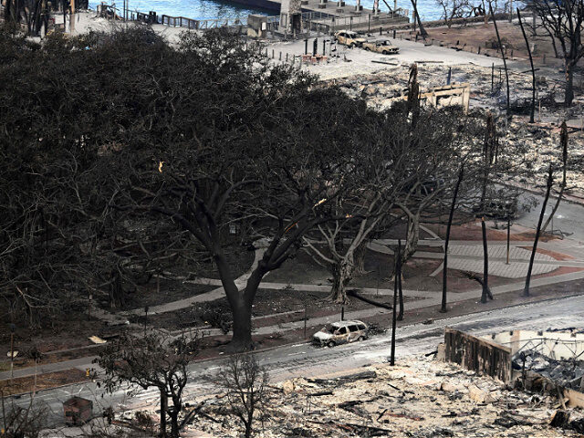 An aerial image shows the historic Banyan tree surrounded by burned cars in Lahaina in the