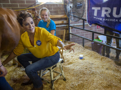 Kari Lake, former Republican gubernatorial candidate for Arizona, milks a cow while campaigning for former US President Donald Trump at the Iowa State Fair in Des Moines, Iowa, US, on Friday, Aug. 11, 2023. The fair runs until August 20 and will feature several 2024 presidential candidates speaking either on …