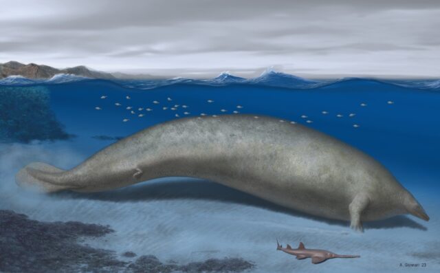 An artist's illustration of Perucetus colossus, an ancient whale discovered in Peru that s