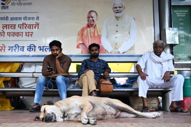 India's capital will catch, sterilise and hide thousands of stray ahead of next month's G2