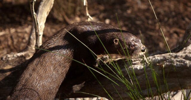 Otter attacks women floating down Montana river - Breitbart