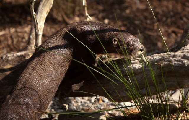 A North American river otter forages for food in the new otter enclosure at the Smithsonia
