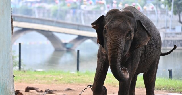 Push to free chained elephants at Hanoi zoo