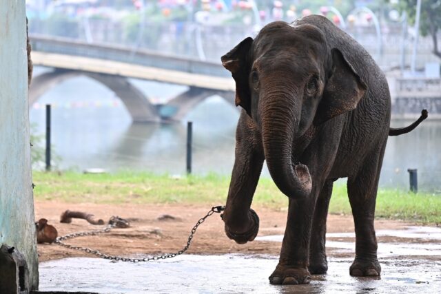 A pair of elephants with leg shackles at the Hanoi Zoo has sparked outrage from animal lov