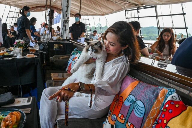A Singapore company has launched luxury sunset cruises for cats and their owners