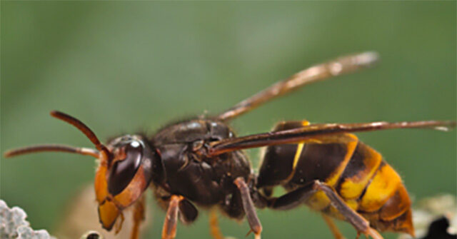 Cousin of 'Murder Hornet' Found in Georgia Threatens Critical Honeybees