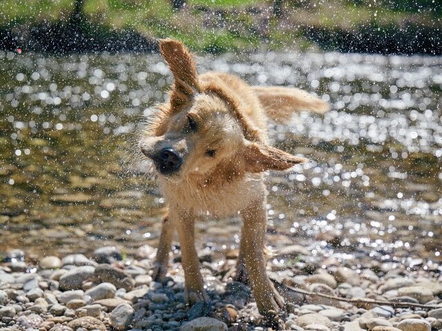 Dog shaking off water