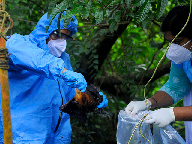 Officials deposit a bat into a Plastic bag after catching it on September 07, 2021 in Kozh