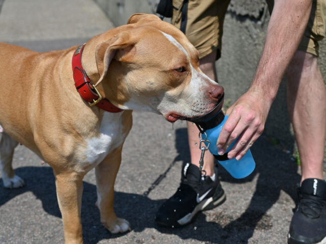 SOUTHEND, ENGLAND - JUNE 10: An XL bully dog called Daisy drinks from a portable bottle in