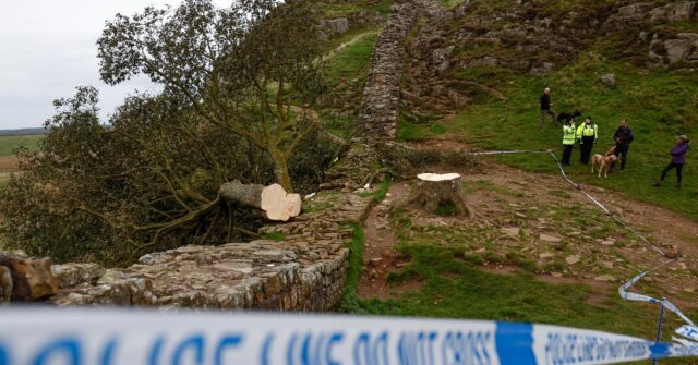 NextImg:Second Arrest Made over Felling of Historic Tree Along Hadrian's Wall