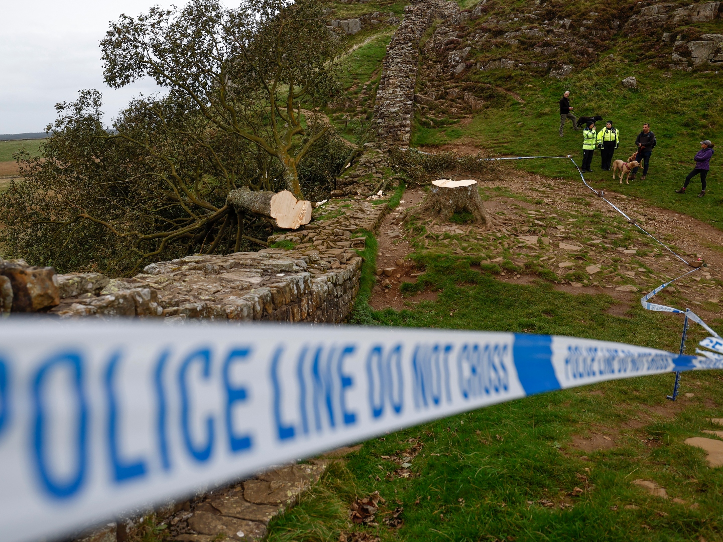 Second Arrest Made over Felling of Historic Tree Along Hadrian's Wall - Vimarsana News