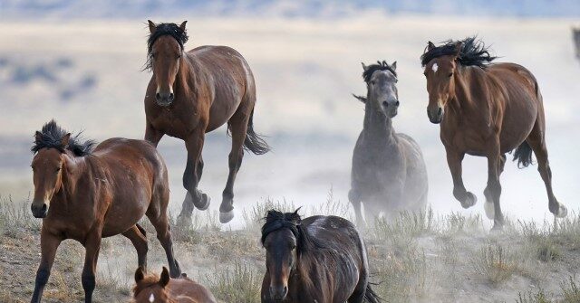 WATCH - 'Back in the Saddle': Texans Rescue Herd of Escaped Horses