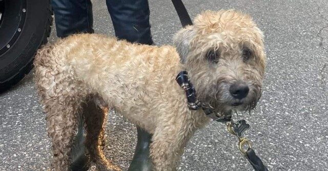 WATCH - 'Our Hero': MA Neighbor Helps Find Dog Missing for 16 Days