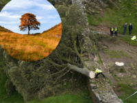 16-Year-Old Boy Arrested After World-Famous Tree Cut Down at Hadrian’s Wall