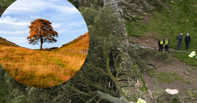 16-Year-Old Arrested After World-Famous Tree Cut Down at Hadrian's Wall