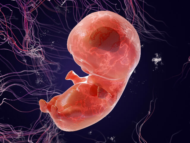 Embryo for 6 weeks, 3d Render. 6 or 8 weeks of pregnancy. Fetus in the womb