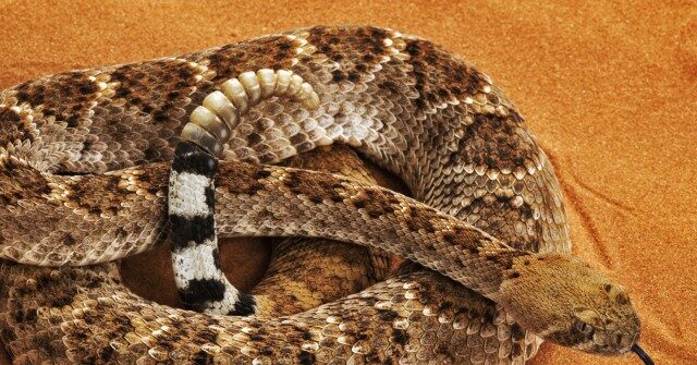 NextImg:WATCH - 'Burn It Down!': 20 Rattlesnakes Found in Arizona Man's Garage