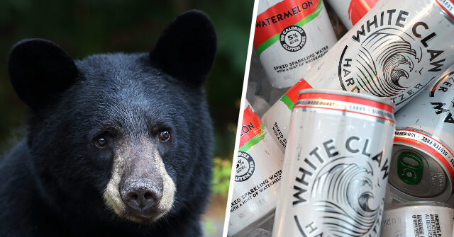 WATCH: Three-Legged Florida Bear Raids Family's White Claw Stash